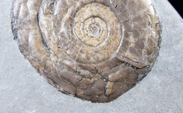 Psiloceras planorbis (SOWERBY 1824) - Bild © FossNet FossilienStore